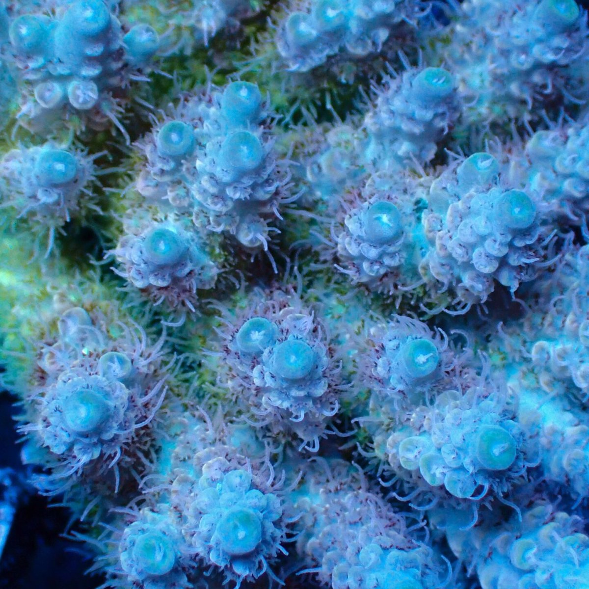 画像3: Coral Focus Acropora sp. No.140 (3)