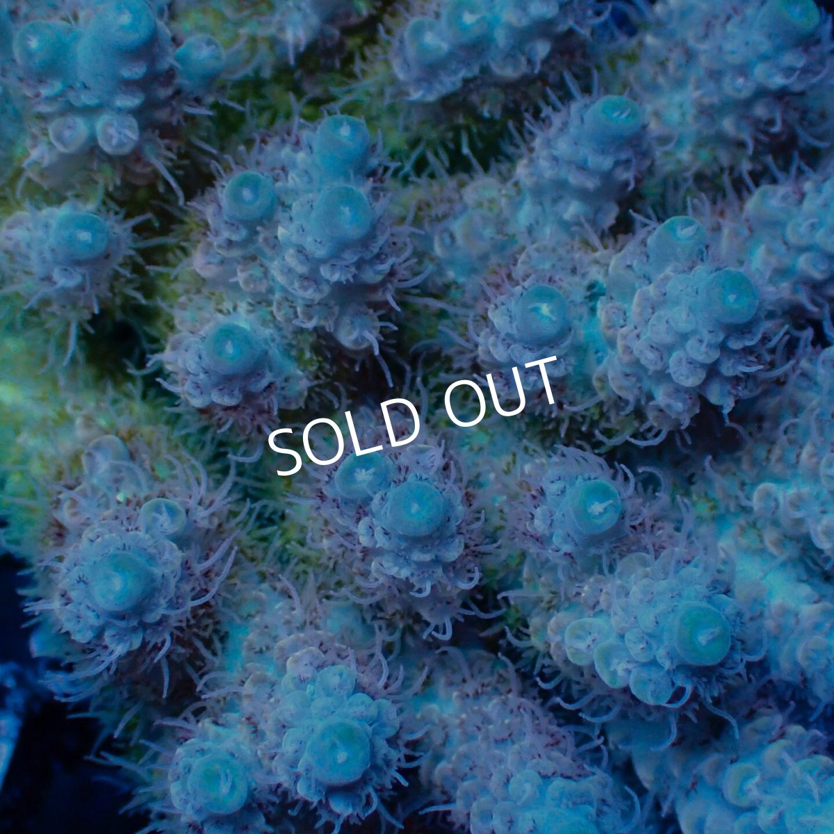画像3: Coral Focus Acropora sp. No.140 (3)