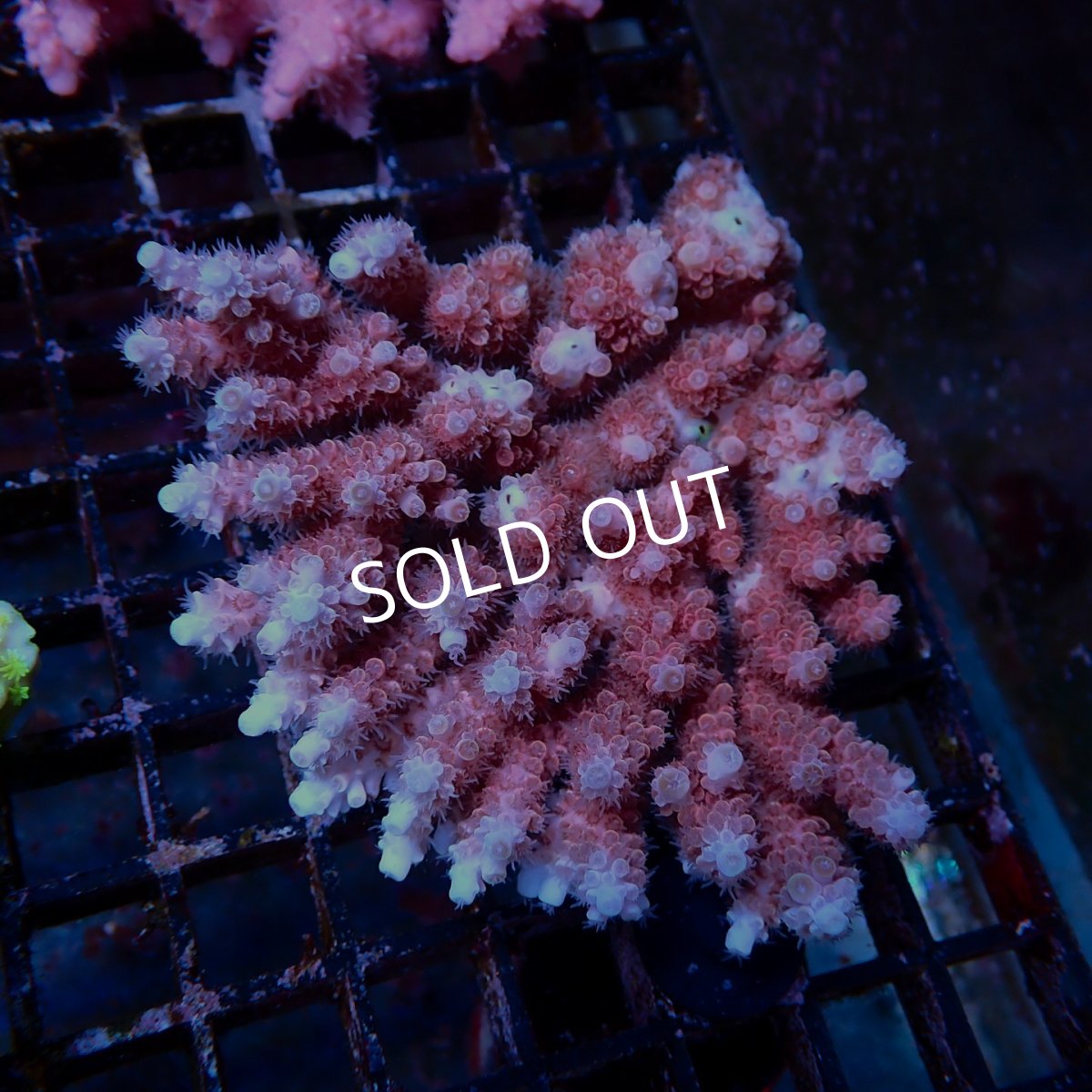 画像1: Coral Focus Acropora sp. No.133 (1)
