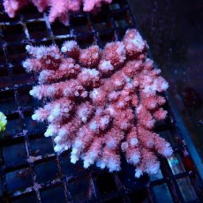 画像1: Coral Focus Acropora sp. No.133 (1)