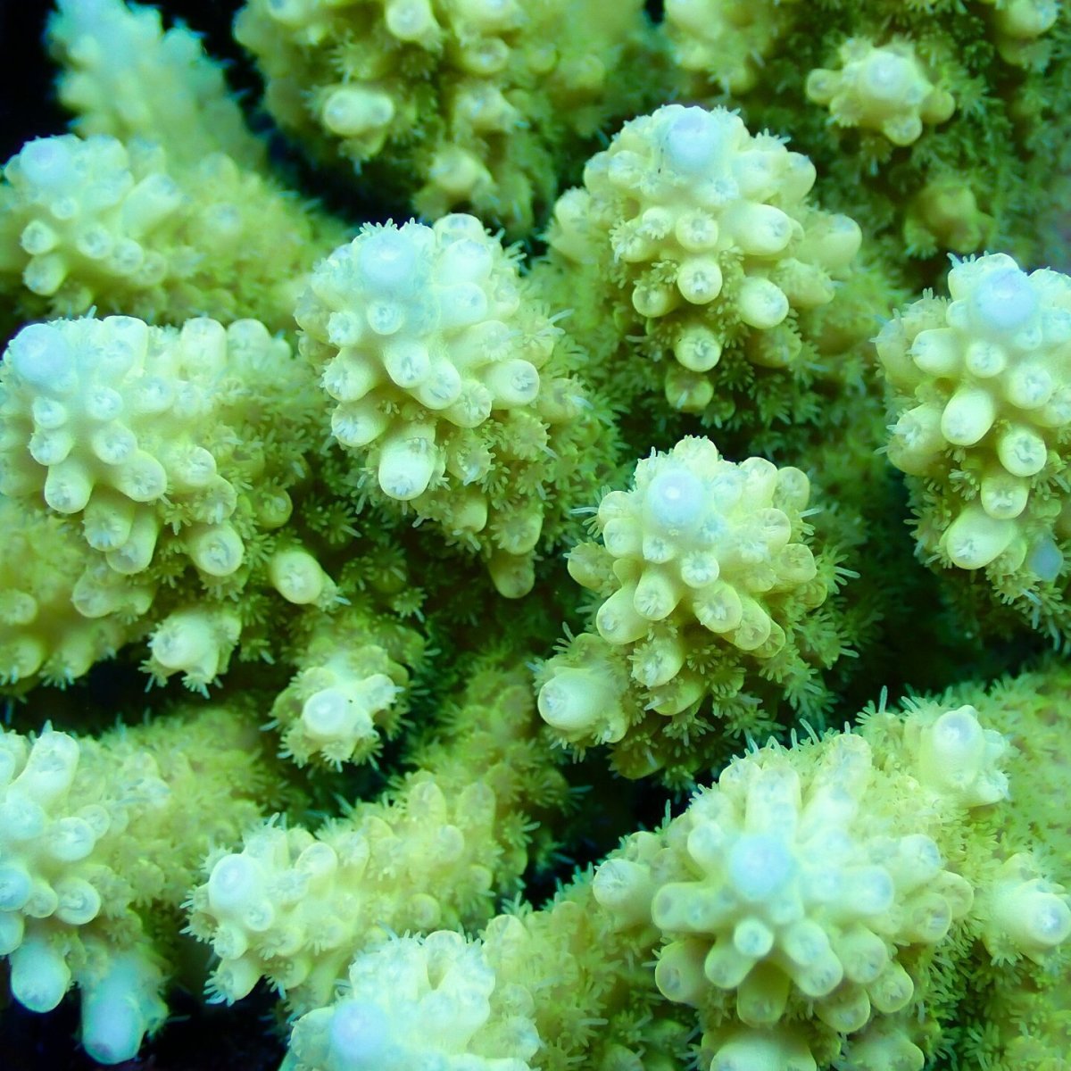 画像2: Coral Focus Acropora sp. No.139 (2)