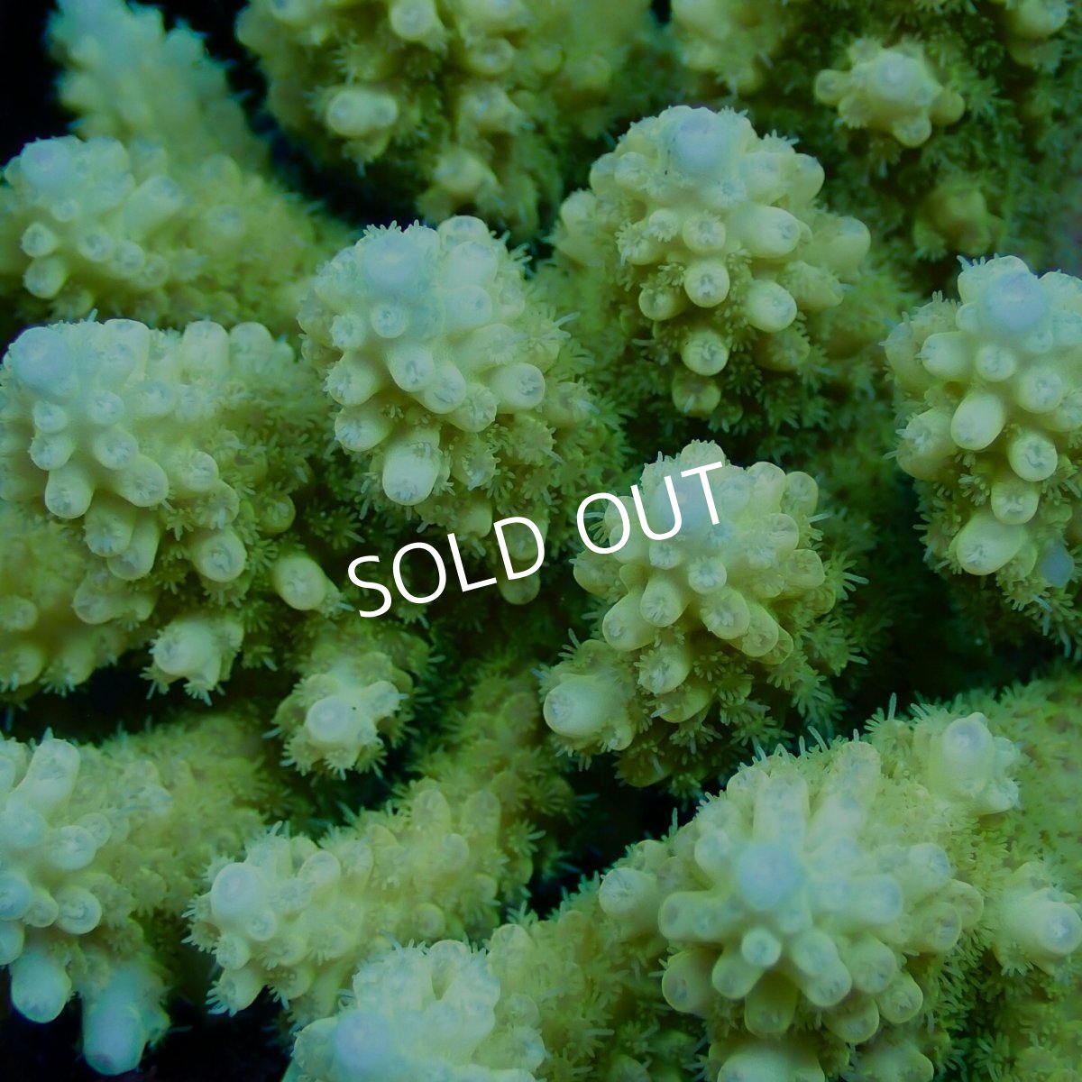 画像2: Coral Focus Acropora sp. No.139 (2)