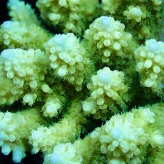 画像2: Coral Focus Acropora sp. No.139 (2)