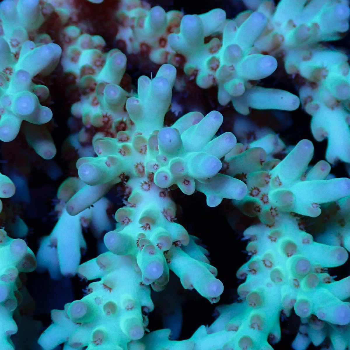 画像2: Coral Focus Acropora sp. No.132 (2)