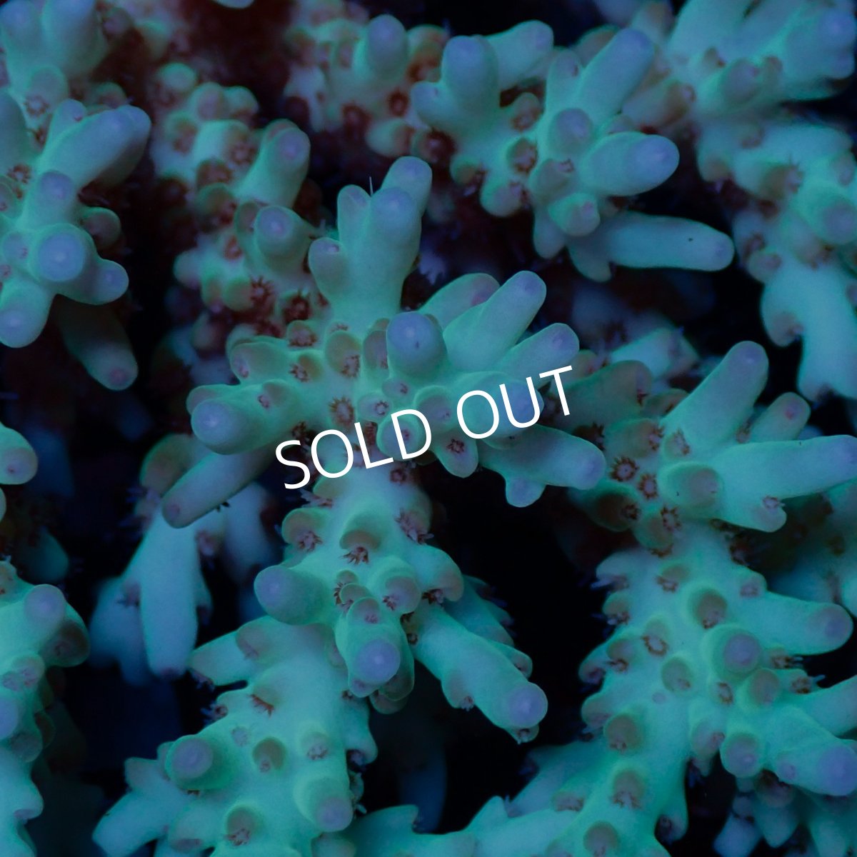 画像2: Coral Focus Acropora sp. No.132 (2)