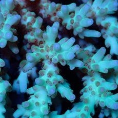 画像2: Coral Focus Acropora sp. No.132 (2)
