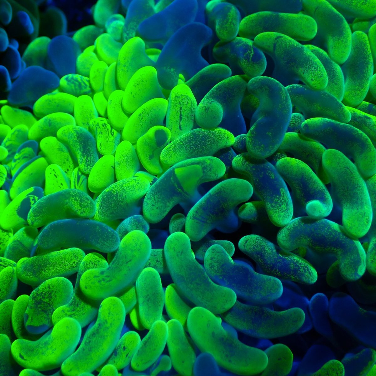 画像2: Coral Focus Hammer-Fade Green M (2)