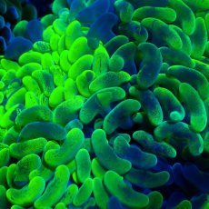 画像2: Coral Focus Hammer-Fade Green M (2)