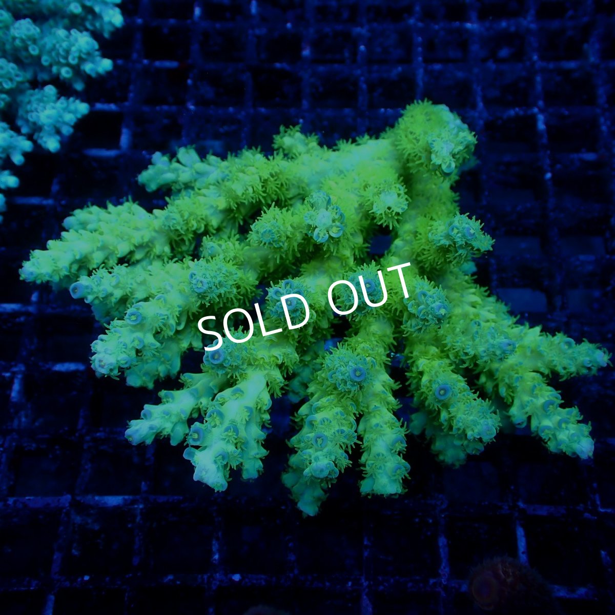 画像1: Coral Focus Acropora sp. No.137 (1)