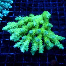 画像1: Coral Focus Acropora sp. No.137 (1)