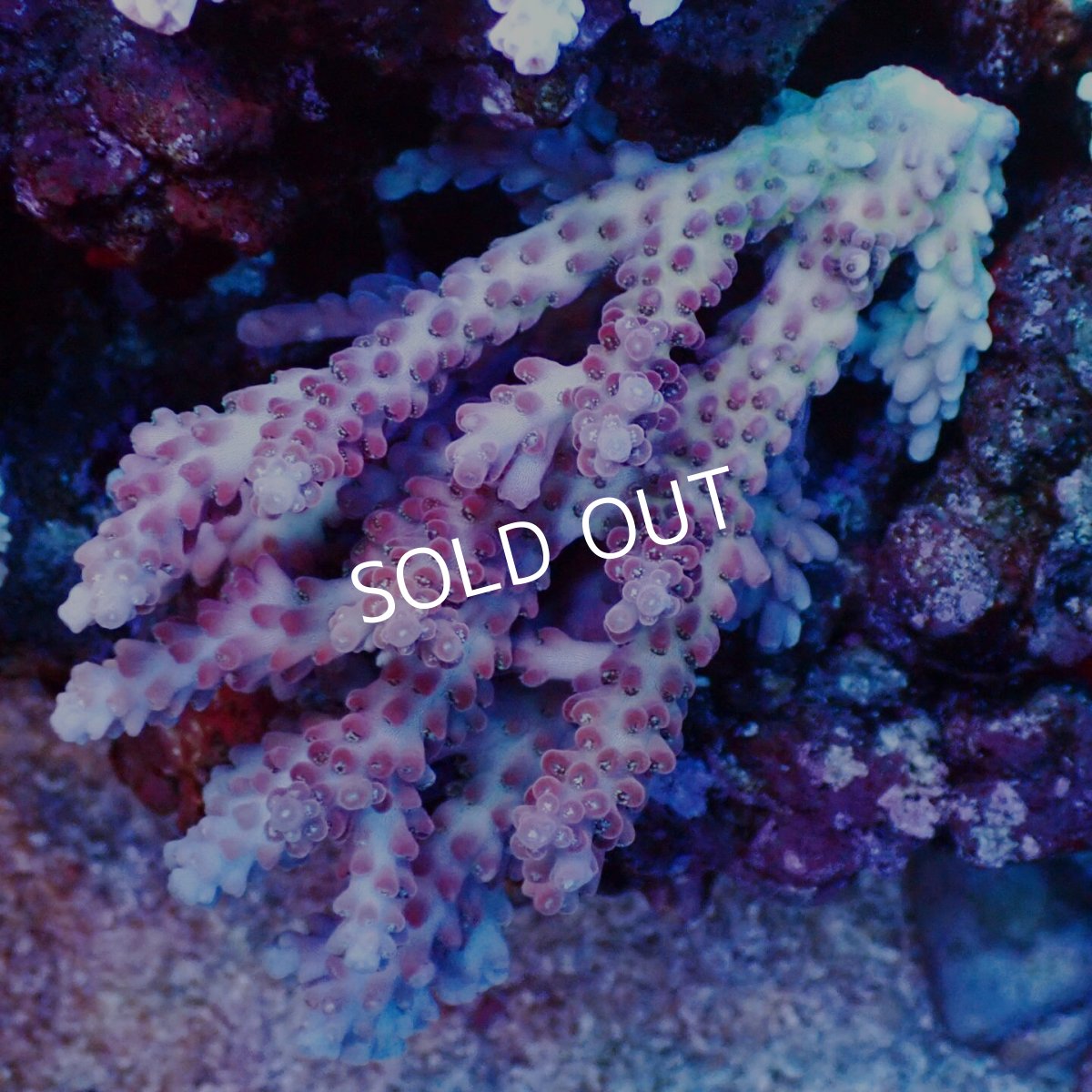 画像1: Coral Focus Acropora Cherry Blossom - Master (1)