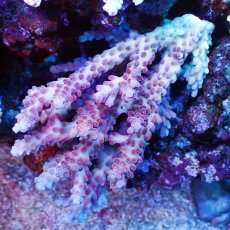 画像1: Coral Focus Acropora Cherry Blossom - Master (1)