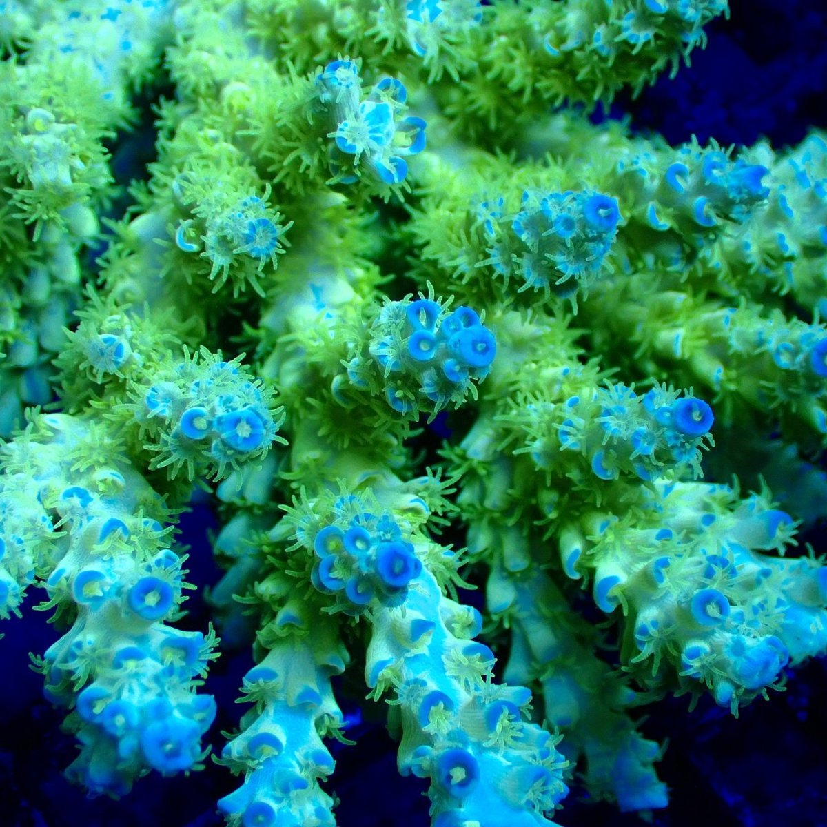 画像2: Coral Focus Acropora sp. No.137 (2)