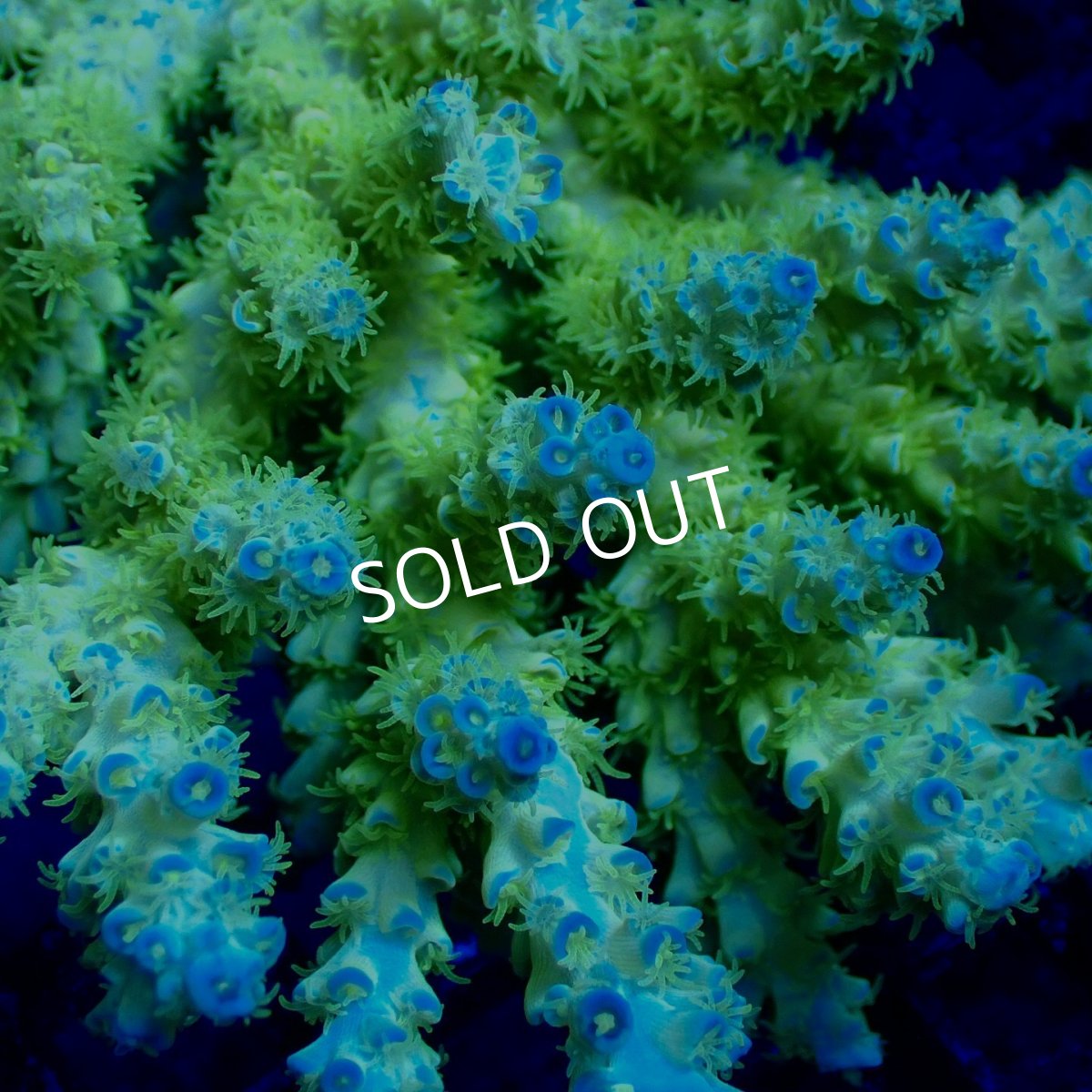 画像2: Coral Focus Acropora sp. No.137 (2)