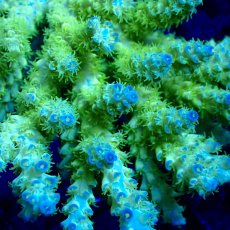 画像2: Coral Focus Acropora sp. No.137 (2)