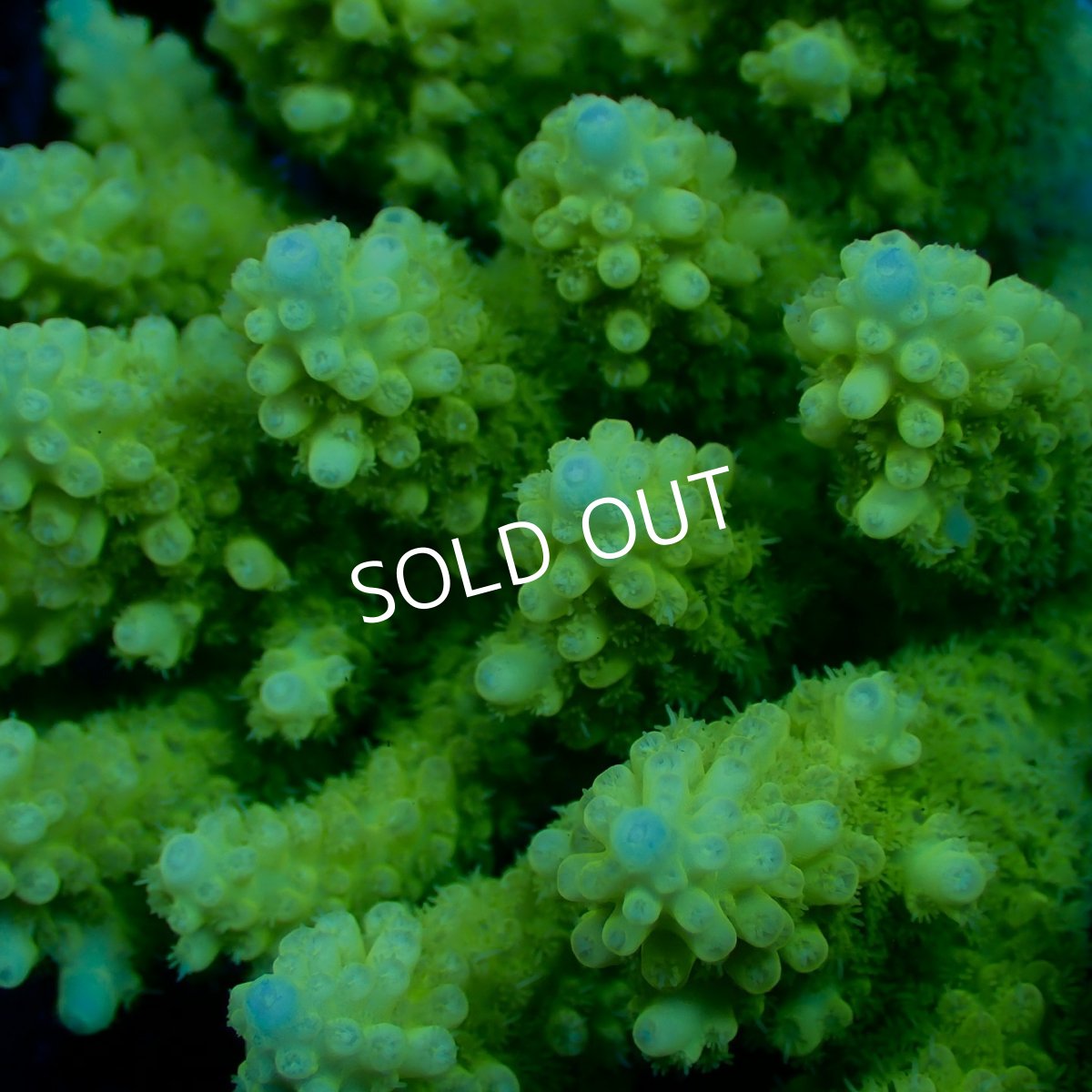 画像3: Coral Focus Acropora sp. No.139 (3)