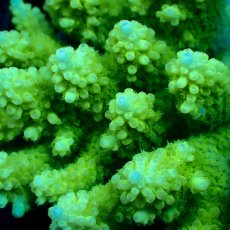 画像3: Coral Focus Acropora sp. No.139 (3)