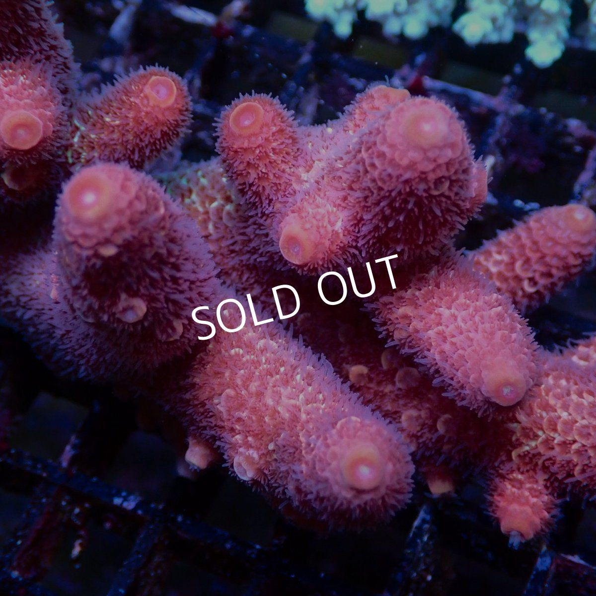 画像2: Coral Focus Acropora sp. No.134 (2)