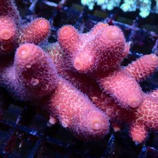 画像2: Coral Focus Acropora sp. No.134 (2)