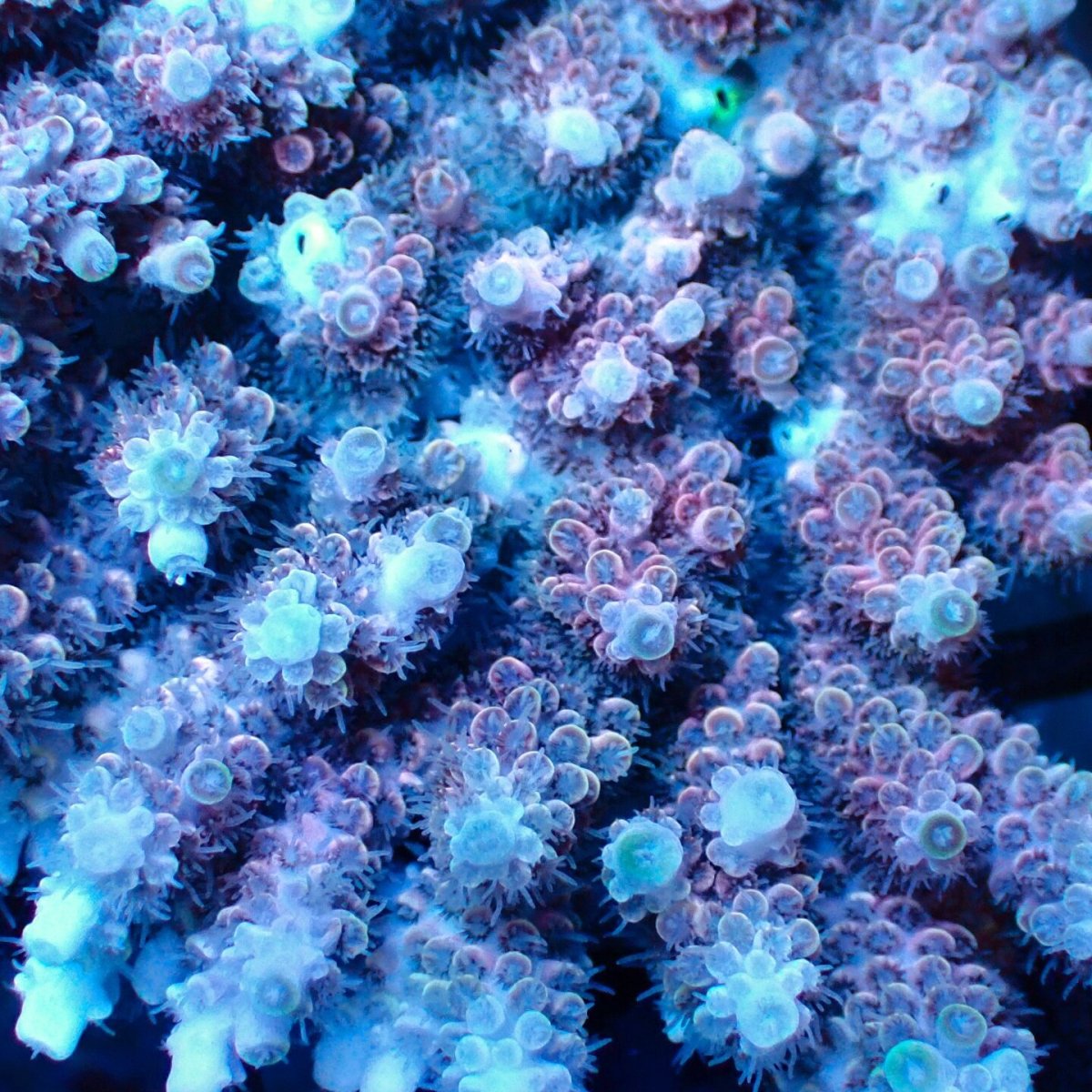 画像3: Coral Focus Acropora sp. No.133 (3)