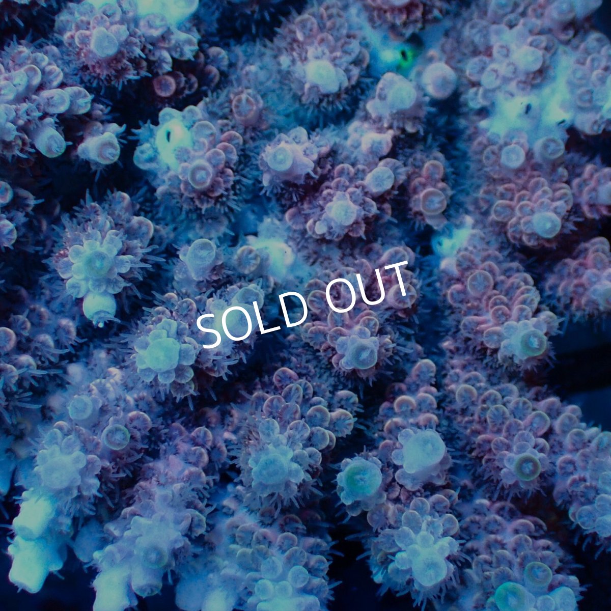 画像3: Coral Focus Acropora sp. No.133 (3)