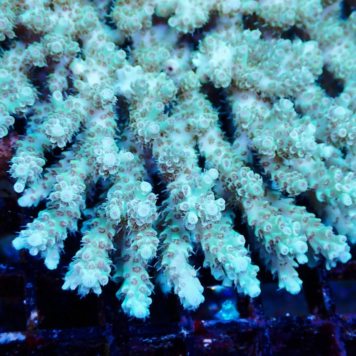 画像2: Coral Focus Acropora sp. No.135 (2)