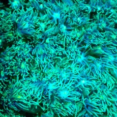 画像2: Coral Focus Goniopora Green (2)