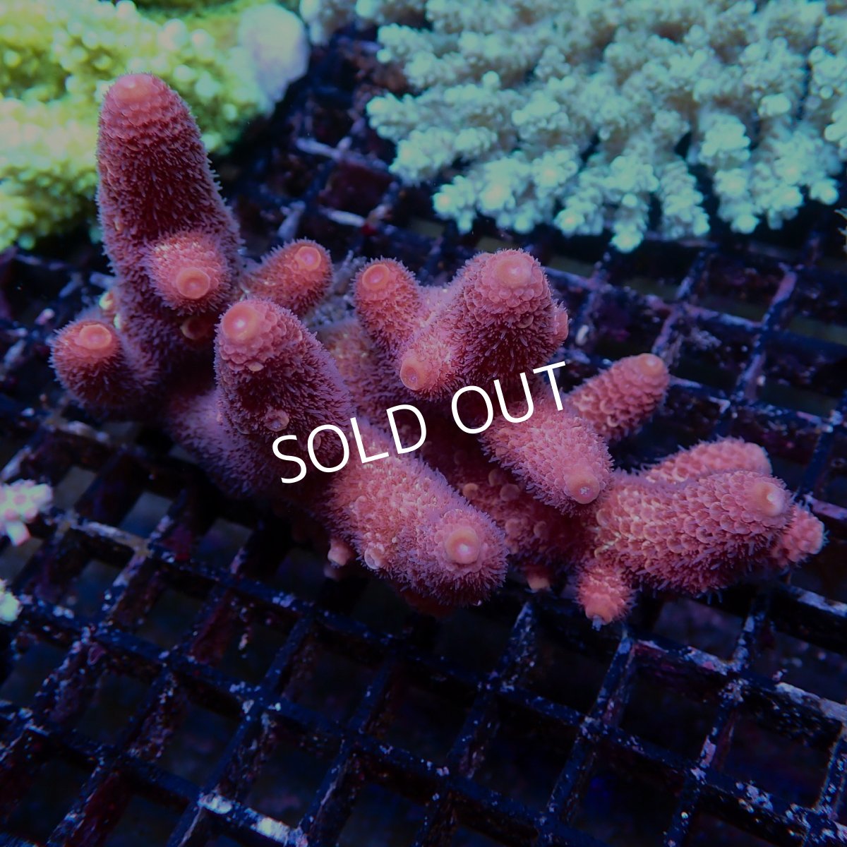 画像1: Coral Focus Acropora sp. No.134 (1)