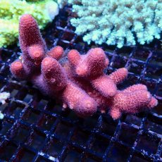 画像1: Coral Focus Acropora sp. No.134 (1)