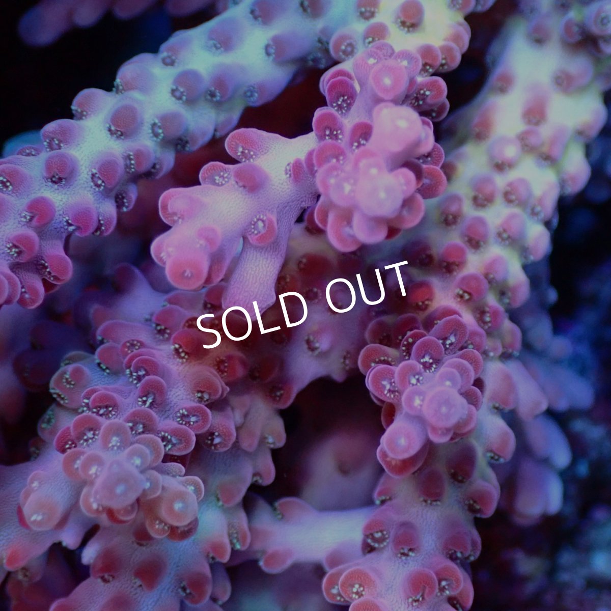 画像2: Coral Focus Acropora Cherry Blossom - Master (2)