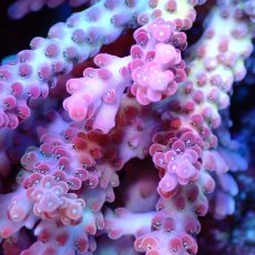 画像2: Coral Focus Acropora Cherry Blossom - Master (2)
