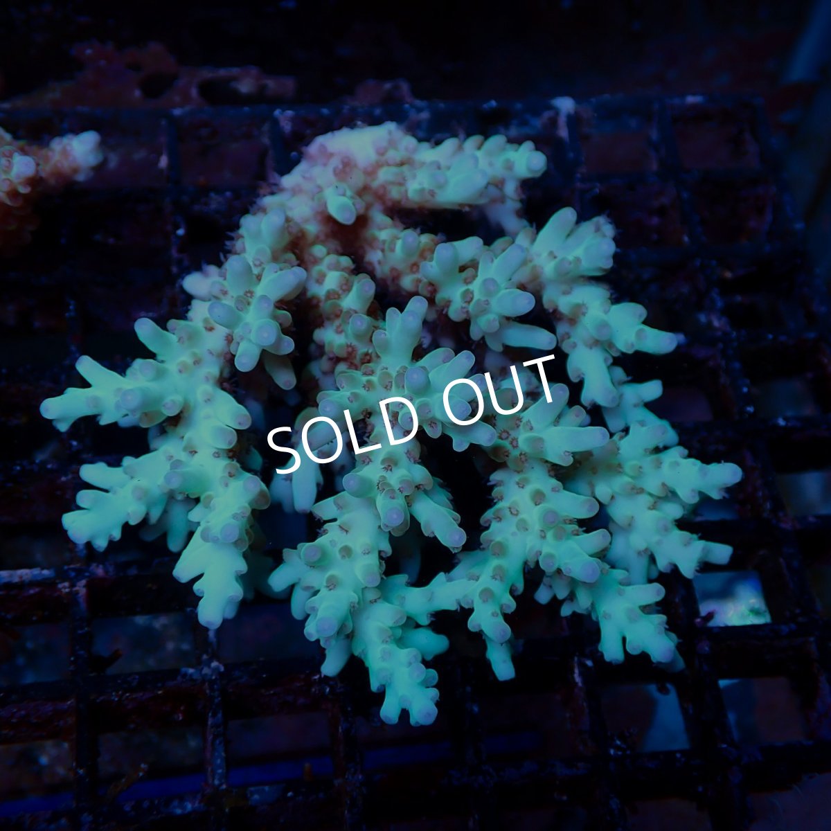 画像1: Coral Focus Acropora sp. No.132 (1)