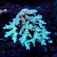 画像1: Coral Focus Acropora sp. No.132 (1)