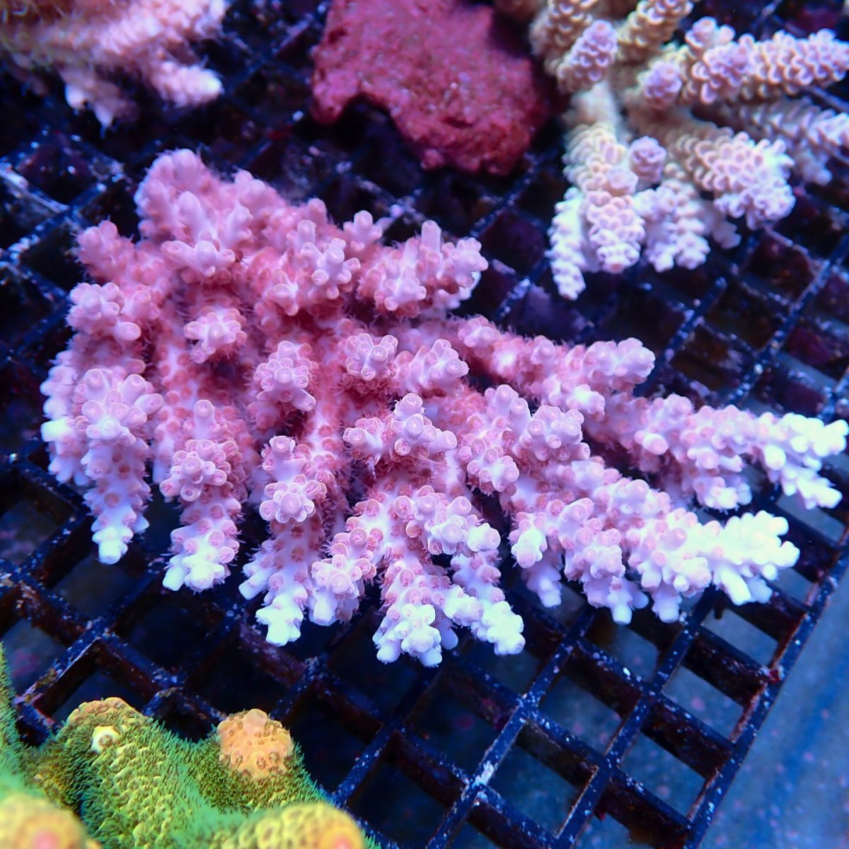画像1: Coral Focus Acropora sp. No.138 (1)