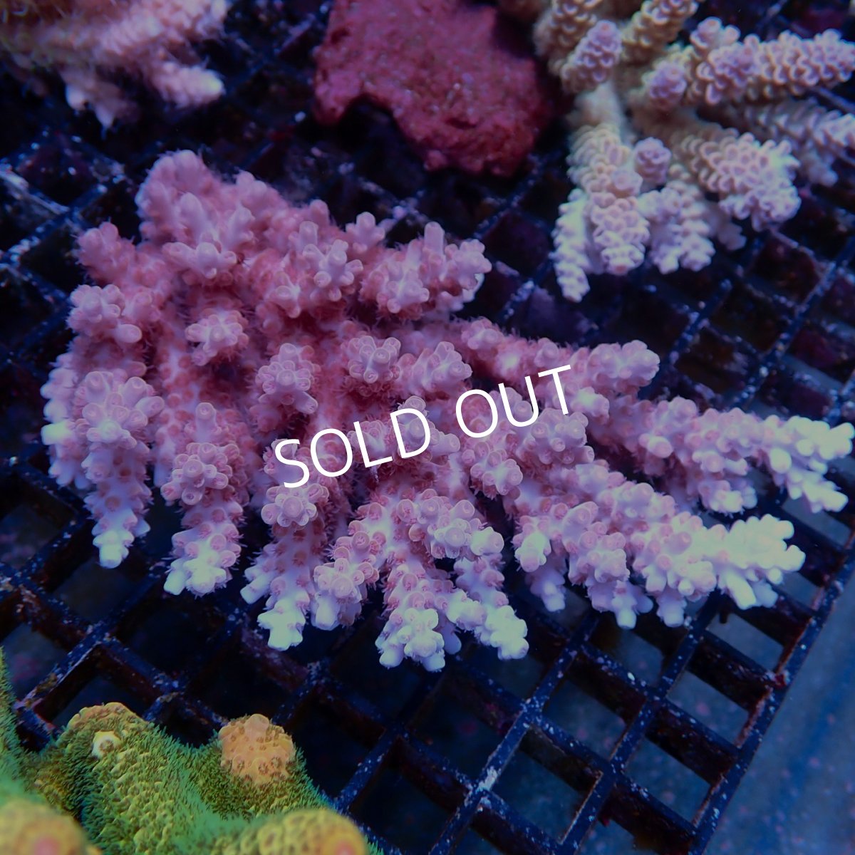 画像1: Coral Focus Acropora sp. No.138 (1)