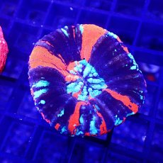 画像1: Coral Focus Scolymia  WarPaint  No.18 (1)