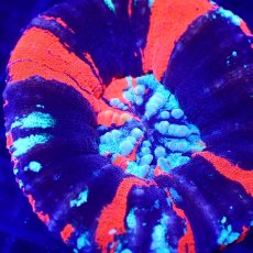 画像2: Coral Focus Scolymia  WarPaint  No.18 (2)