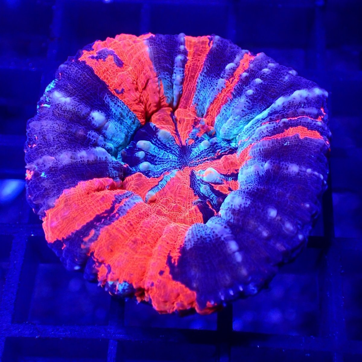 画像1: Coral Focus Scolymia  WarPaint  No.17 (1)