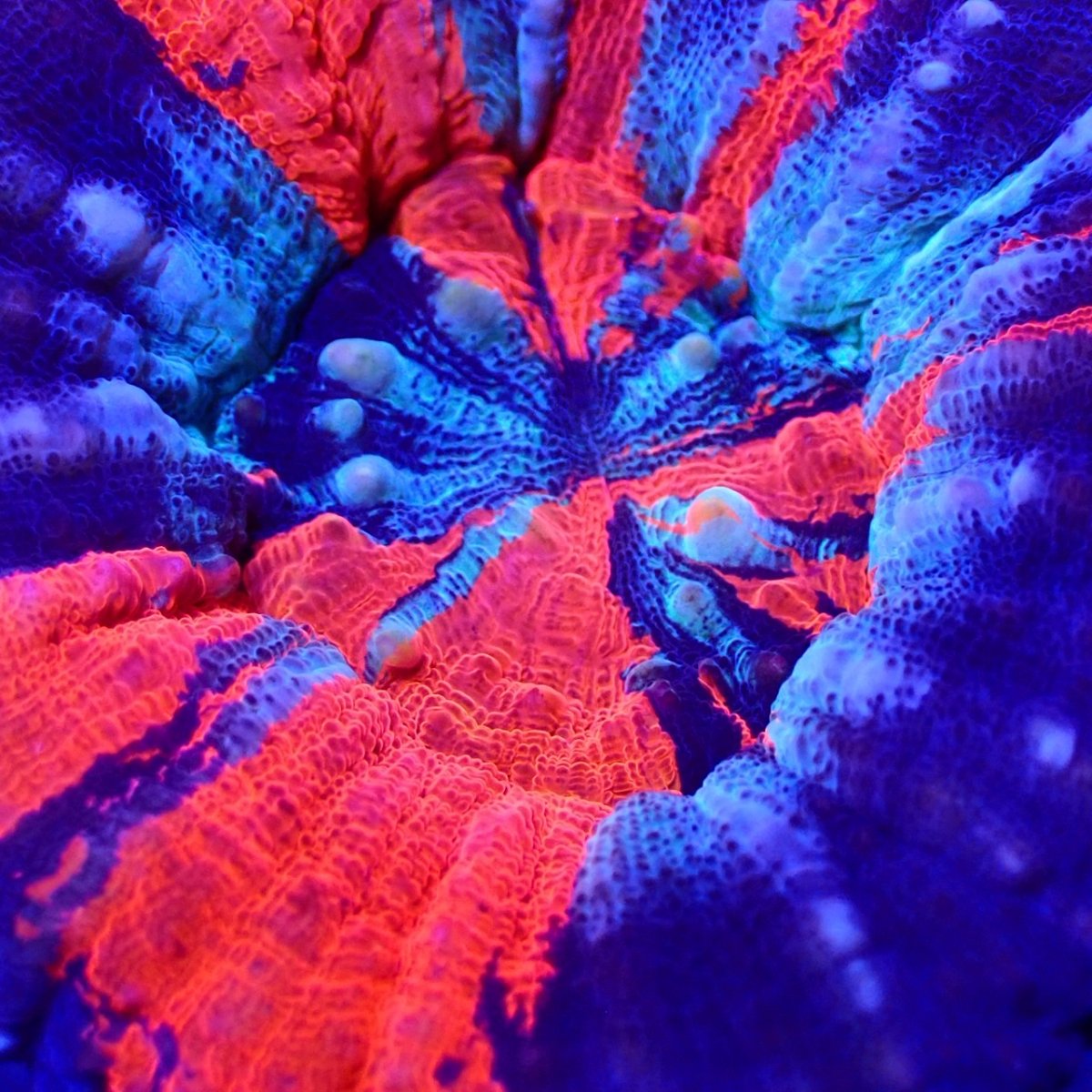 画像2: Coral Focus Scolymia  WarPaint  No.17 (2)