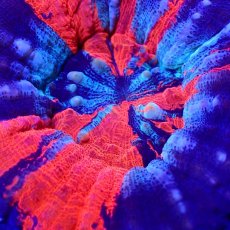 画像2: Coral Focus Scolymia  WarPaint  No.17 (2)