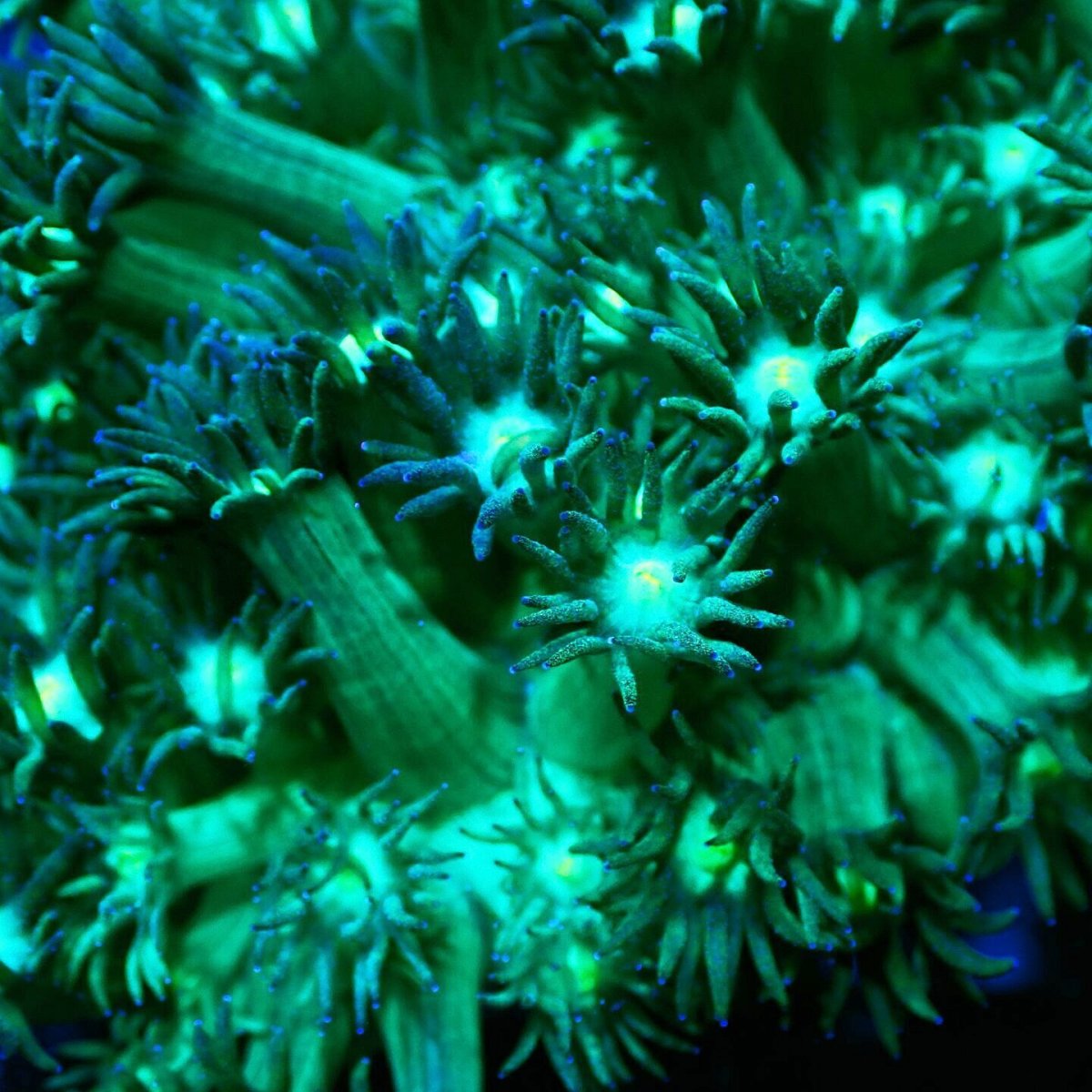 画像2: Sun Diving Goniopora Green/Purple M No.1 (2)