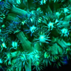 画像2: Sun Diving Goniopora Green/Purple M No.1 (2)