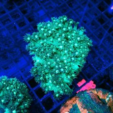 画像1: Sun Diving Goniopora Green/Purple M No.2 (1)