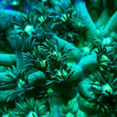 画像2: Sun Diving Goniopora Green/Purple M No.2 (2)