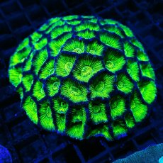 画像1: Sun Diving カメノコキクメイシ Toxic Grade M No.2 (1)
