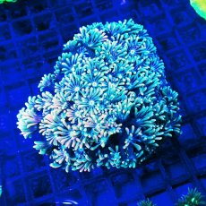 画像1: Sun Diving アワサンゴ Ultra M (1)