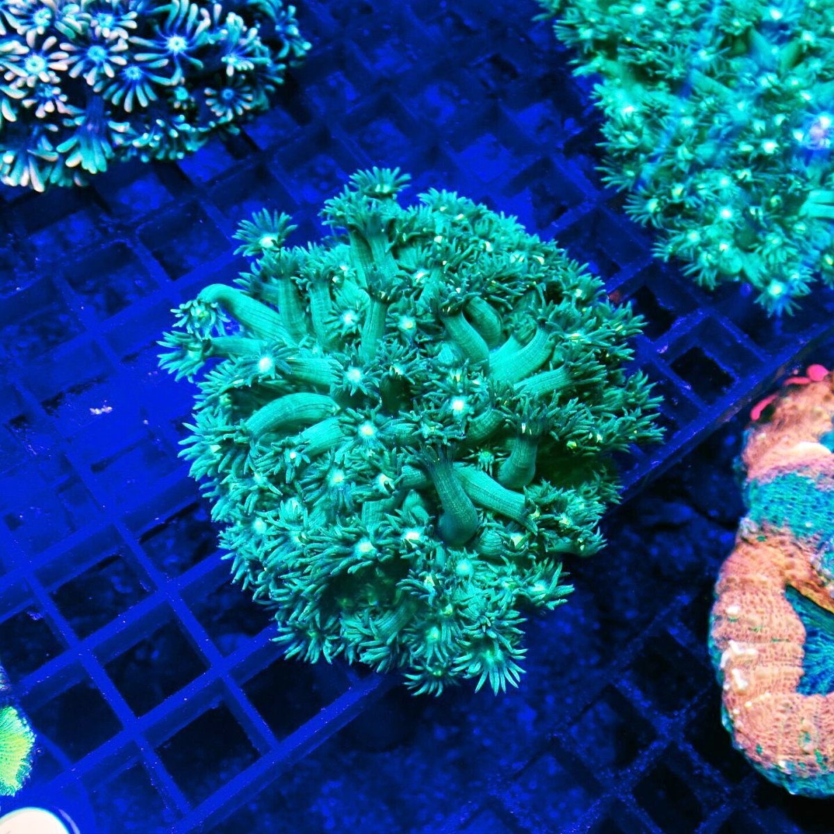 画像1: Sun Diving Goniopora Green/Purple M No.1 (1)