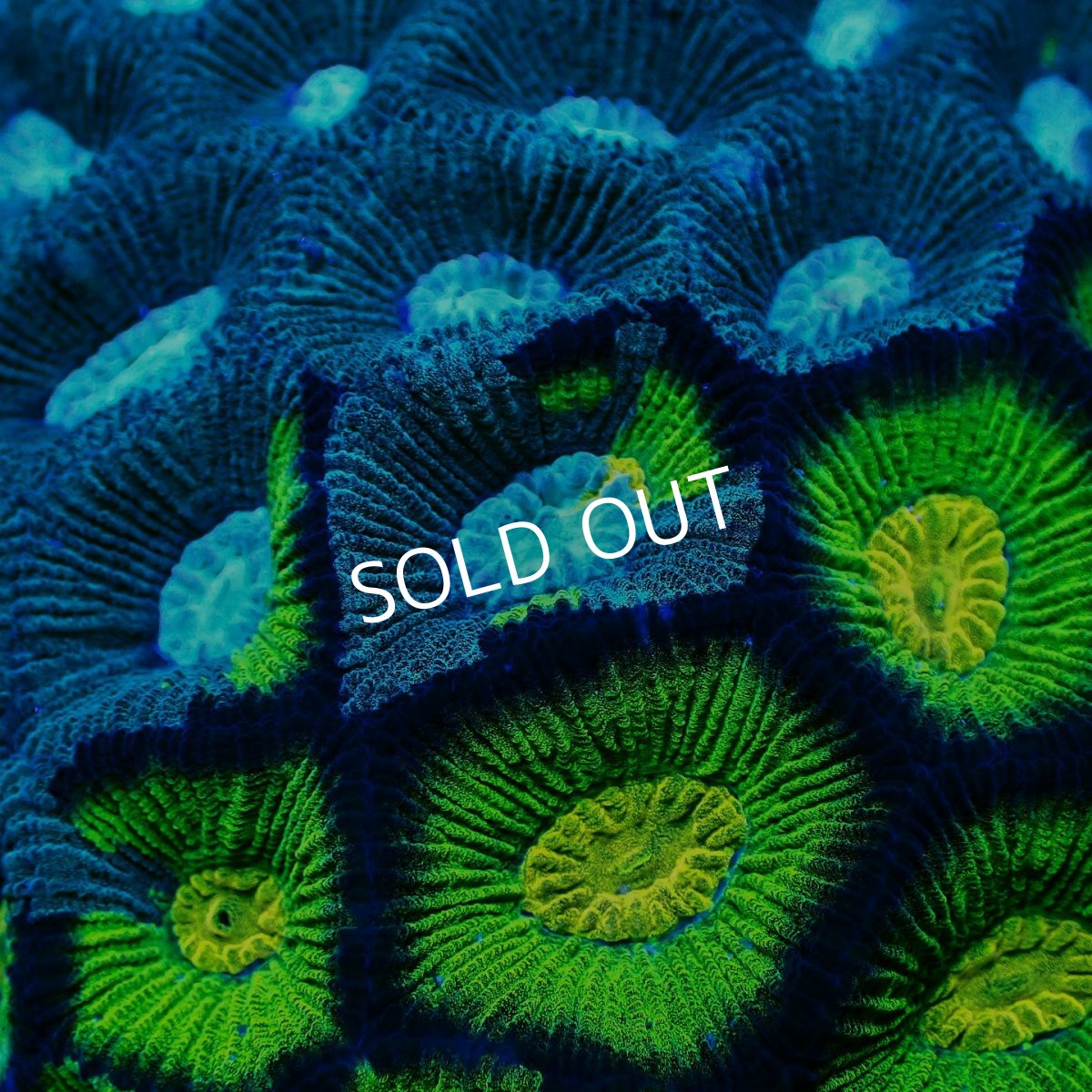 画像2: Sun Diving カメノコキクメイシ Toxic Grade M No.1 (2)