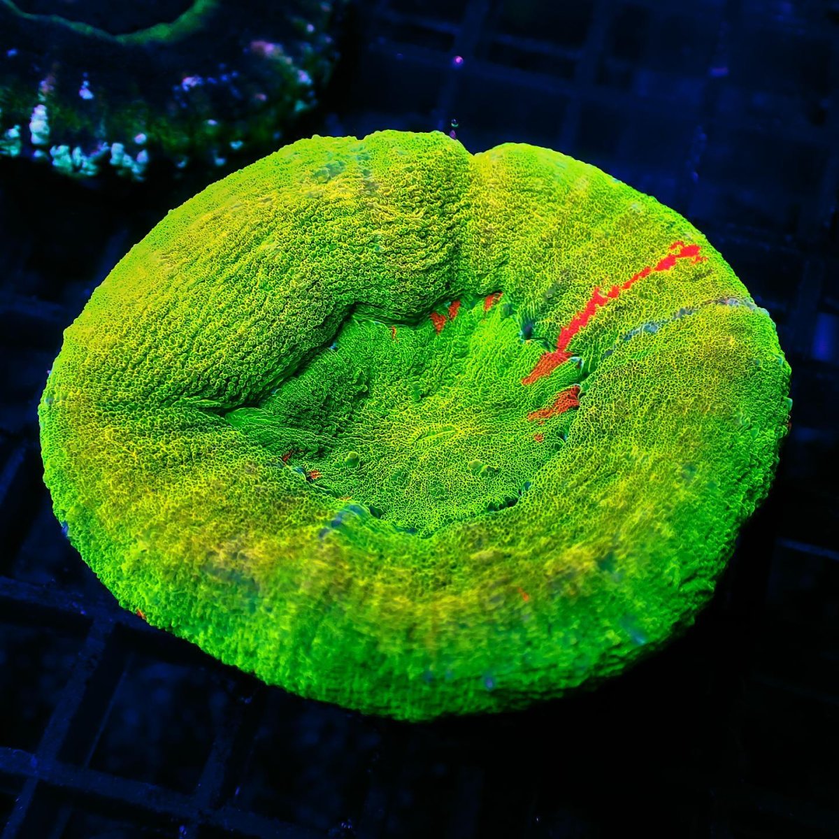 画像1: Sun Diving Scolymia UNUSUAL RARE Gold (1)