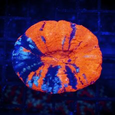 画像1: Coral Focus Scolymia  Warpaint  No.13 (1)